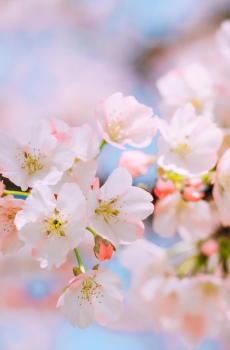 唯美迷人的樱花盛开-3