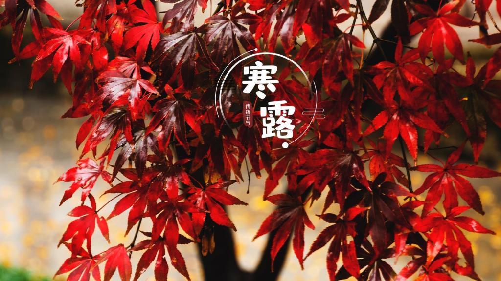 24节气寒露之唯美枫叶