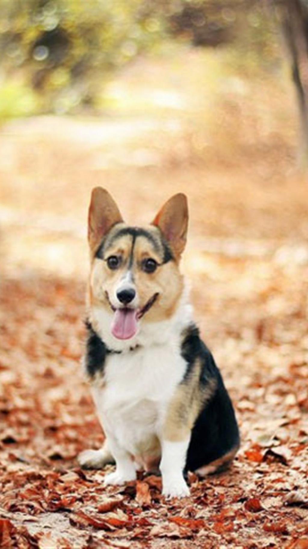 可爱的萌宠柯基狗狗