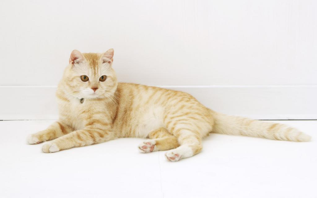 可爱的美国短毛猫写真