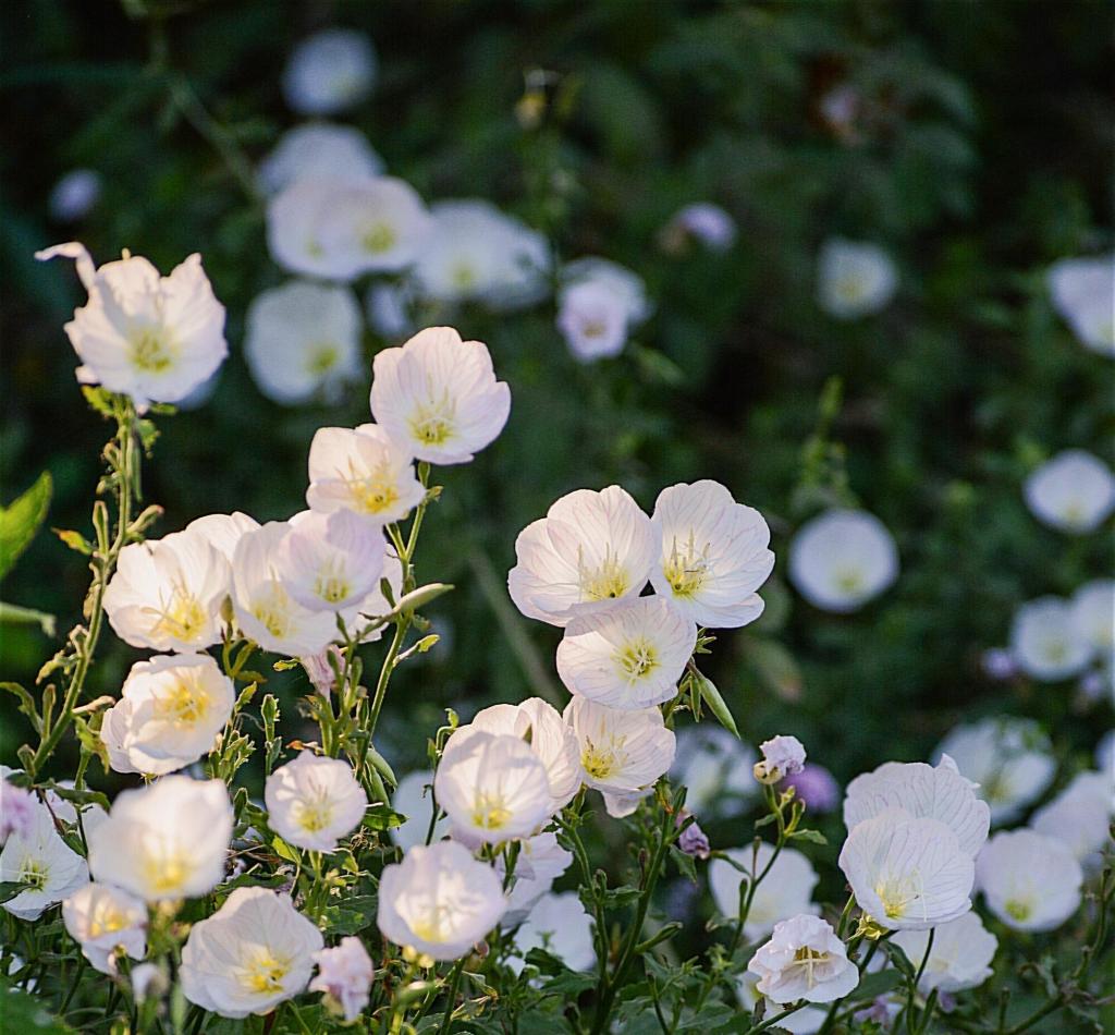遇见小清新月见草