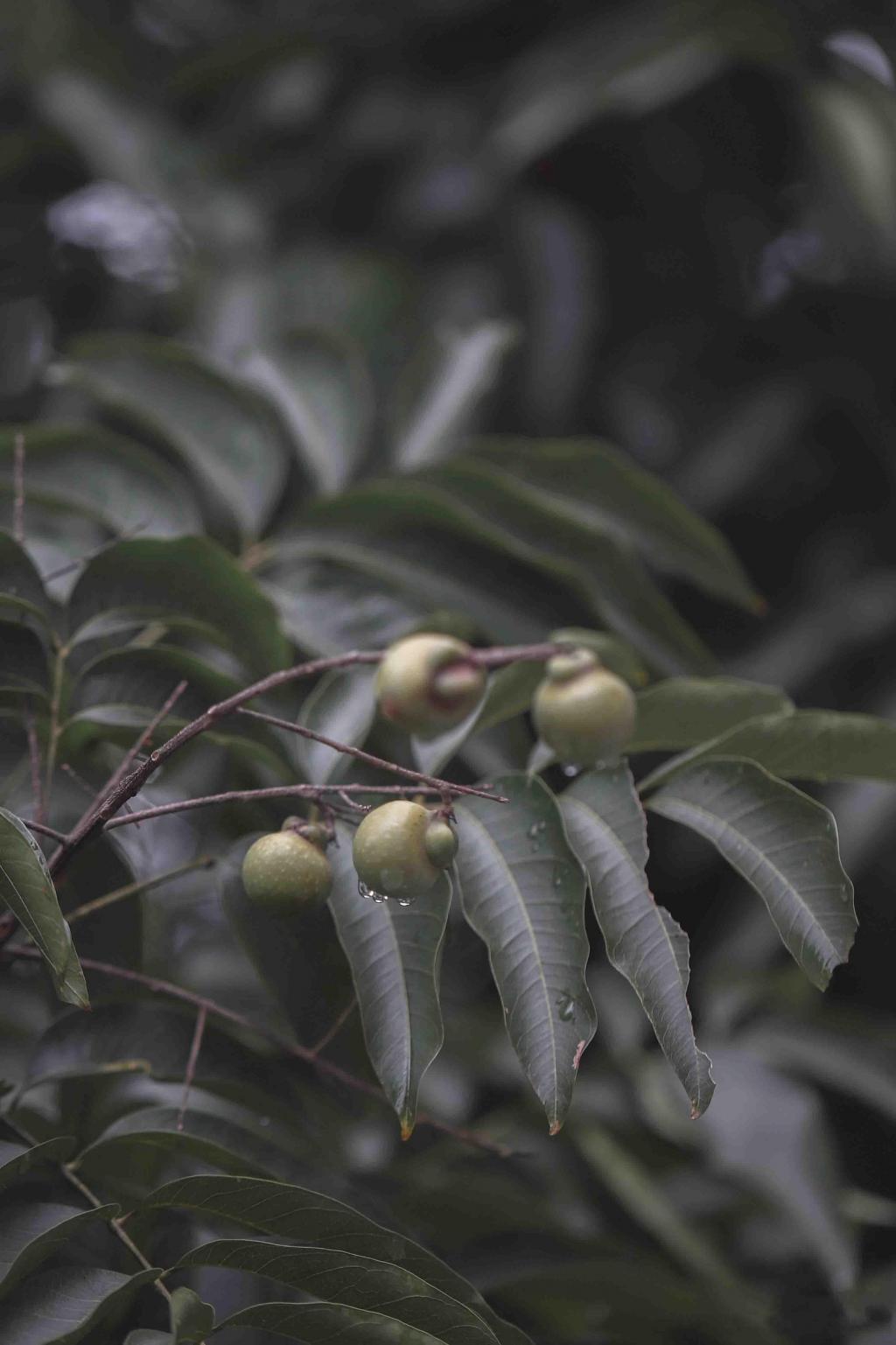 微凉秋意唯美无患子迷人风光