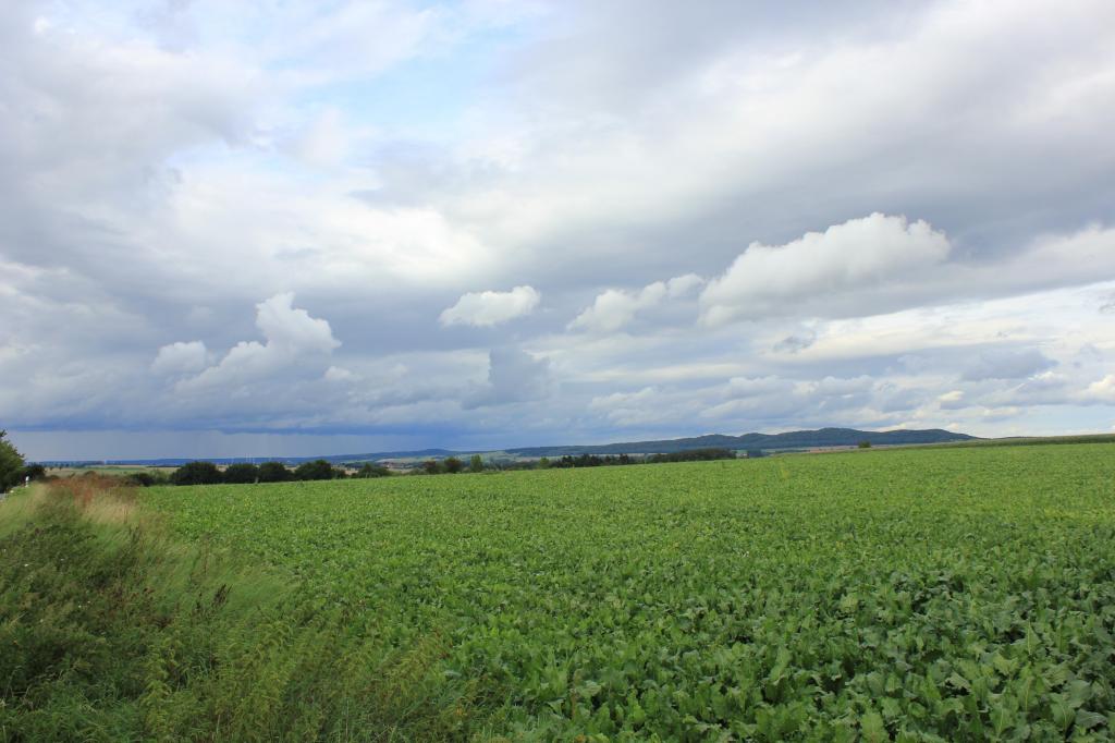 平坦的绿色草地