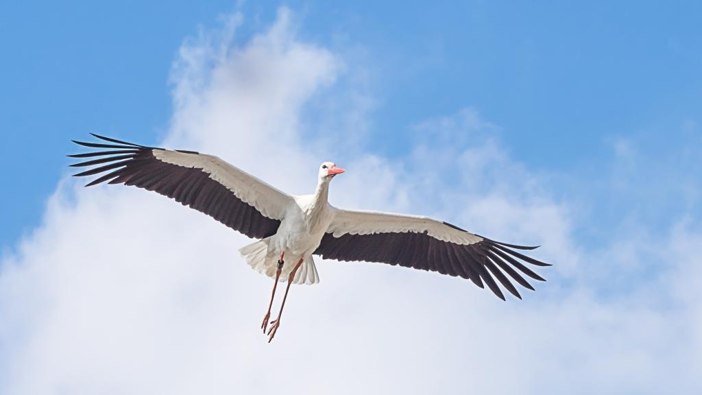 飞舞的拨浪鼓鹳