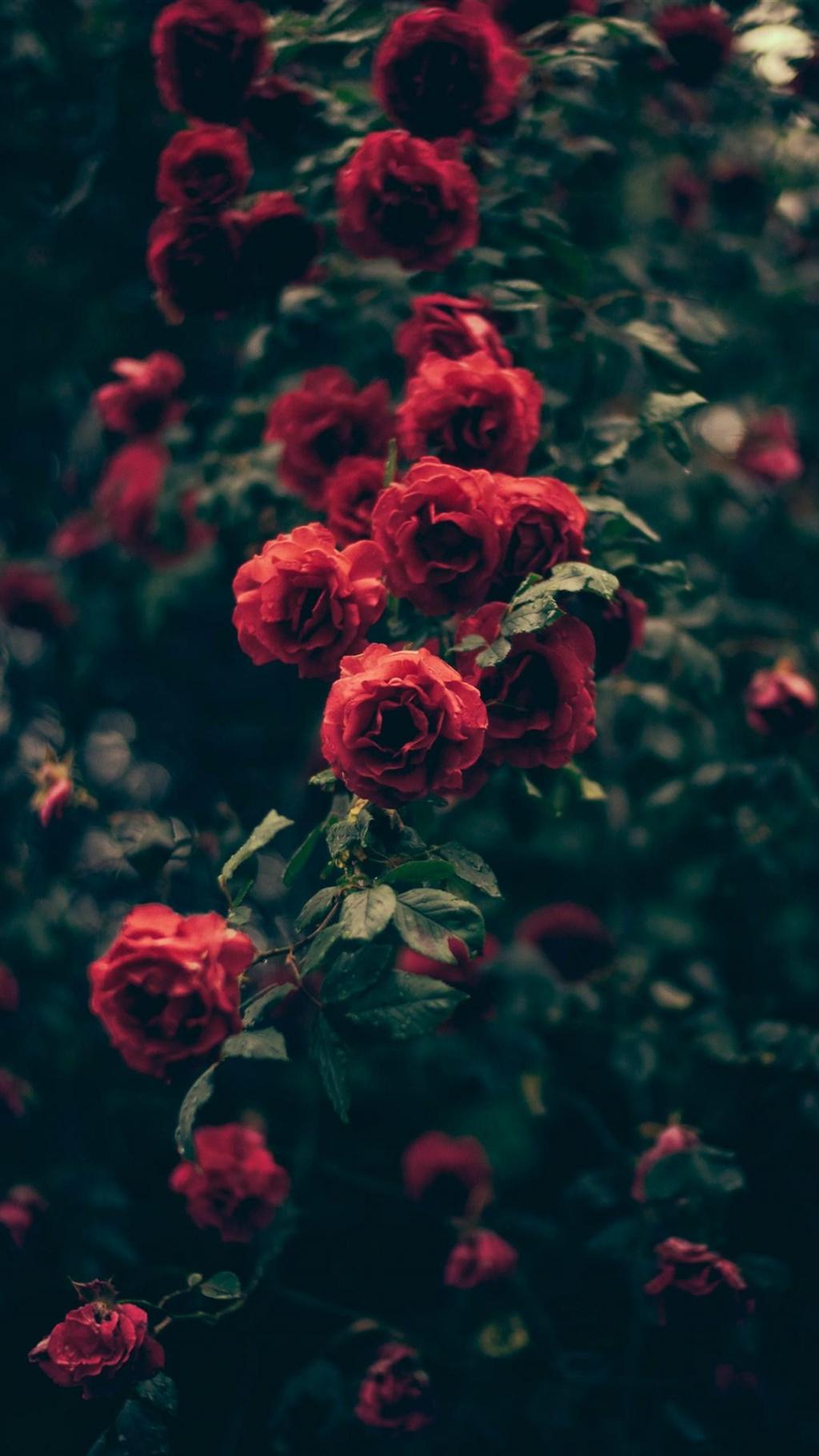 复古色调红玫瑰花卉