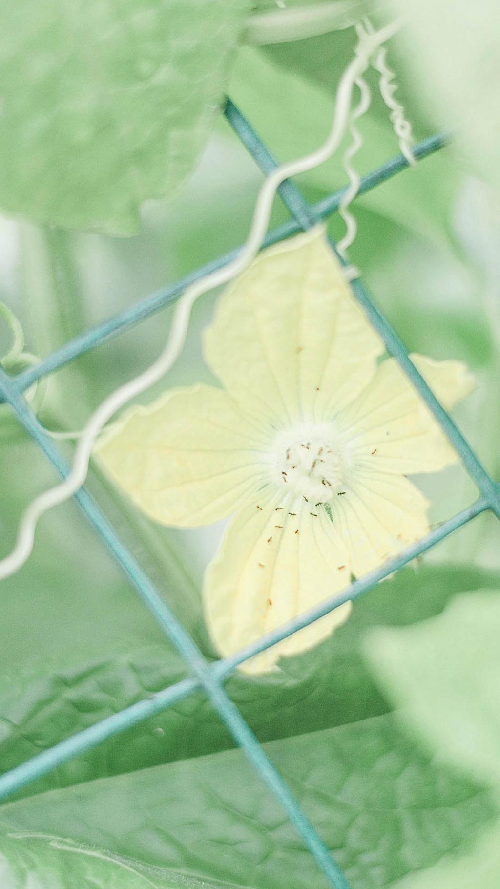 唯美清新绿色背景