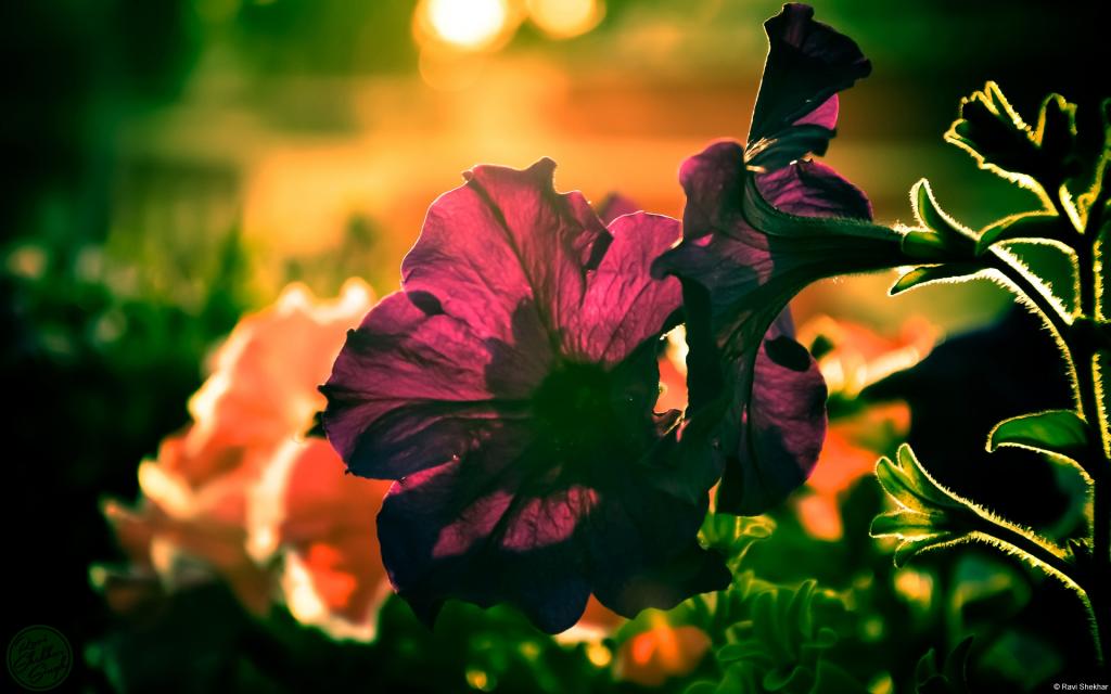 大自然的声音花蕾花瓣图片