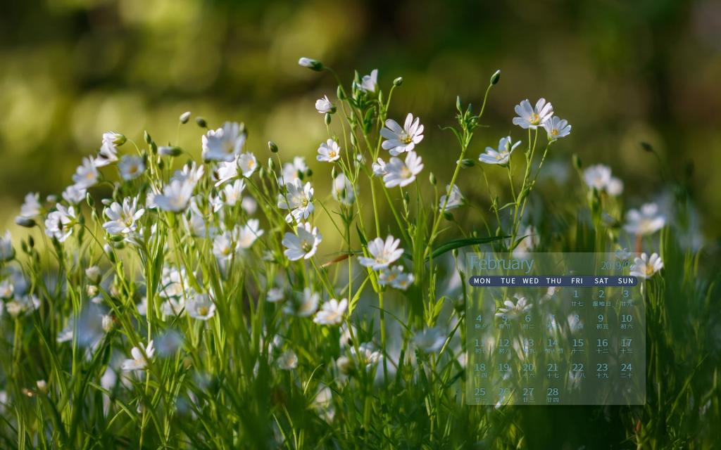 2019年2月小清新花朵唯美写真日历