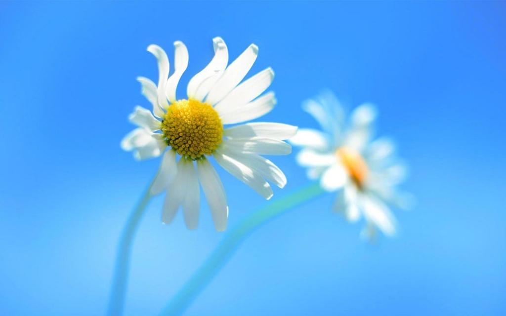 清新淡雅唯美花卉写真