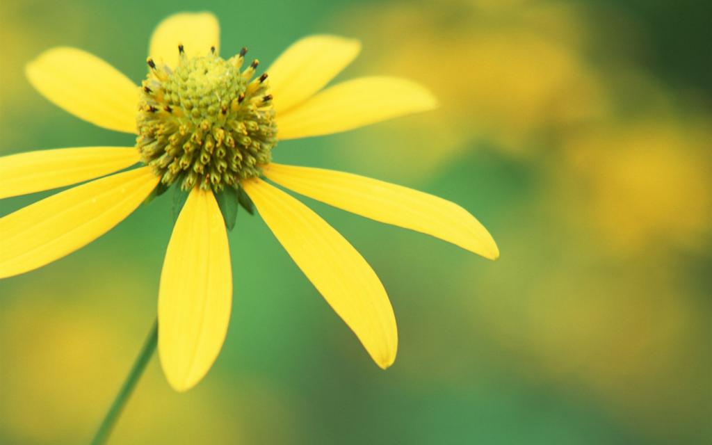 微距下的各色鲜花儿