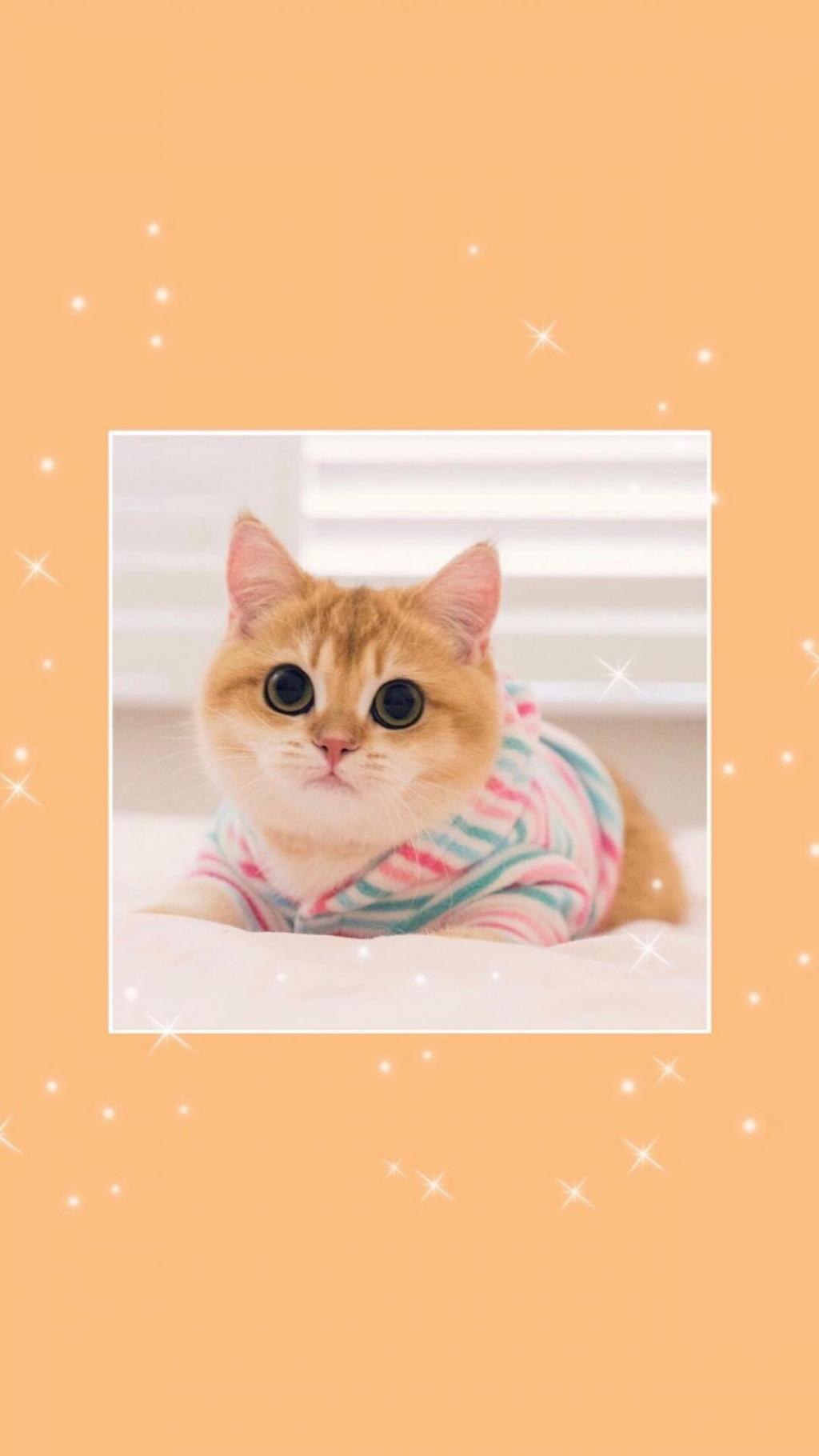 淘气可爱的小猫咪