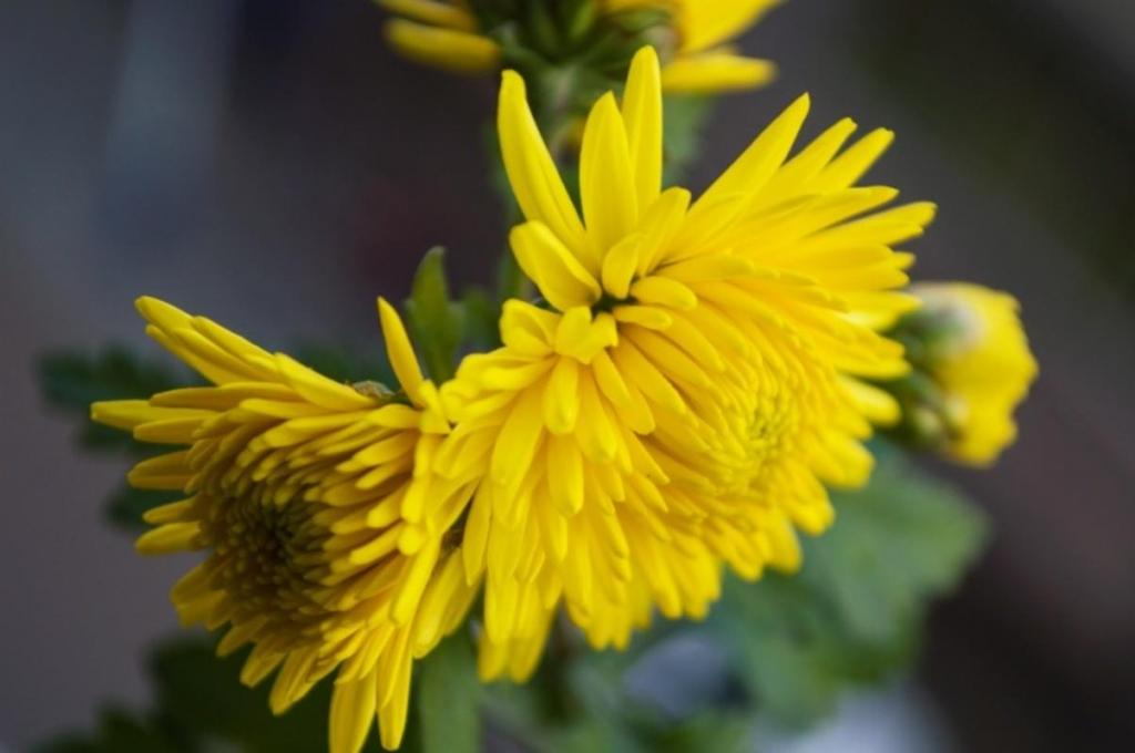 九九重阳节登高赏菊