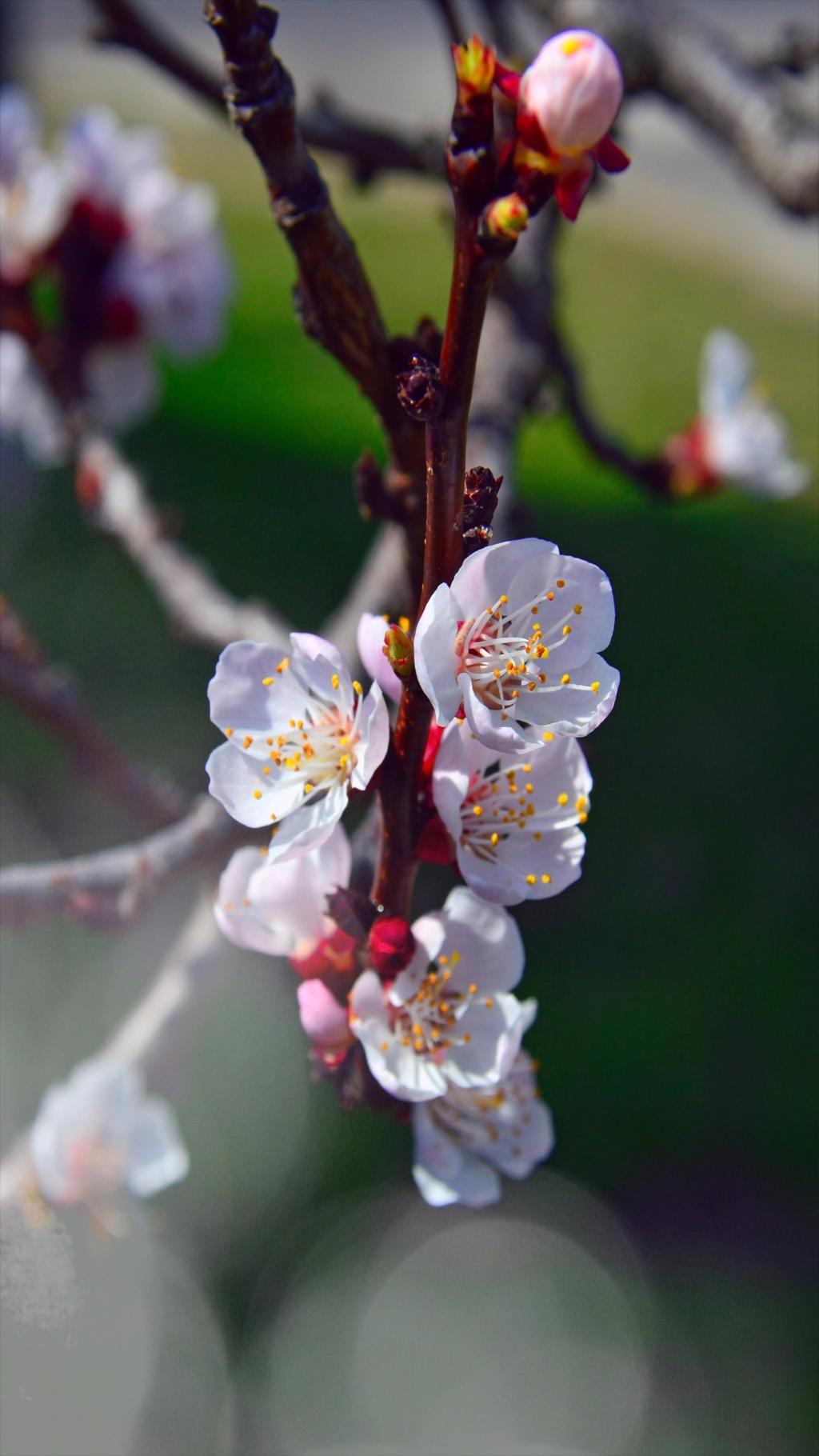 唯美白色的小花