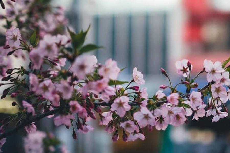 今年最流行的踏春方式
