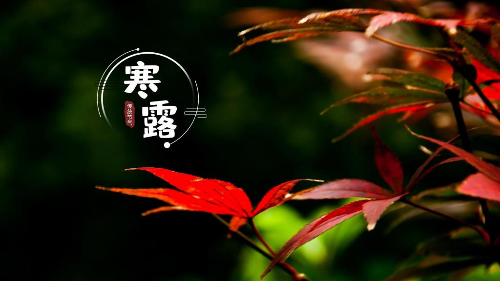 24节气寒露之唯美枫叶