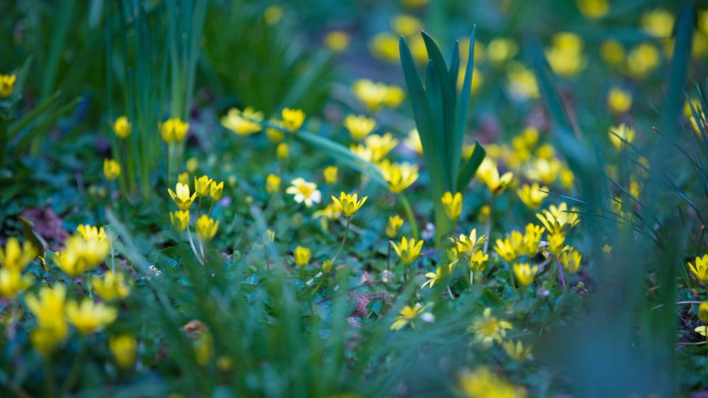 繁星点点的野花