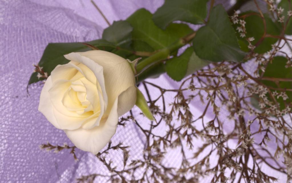 超大艳丽鲜花特写