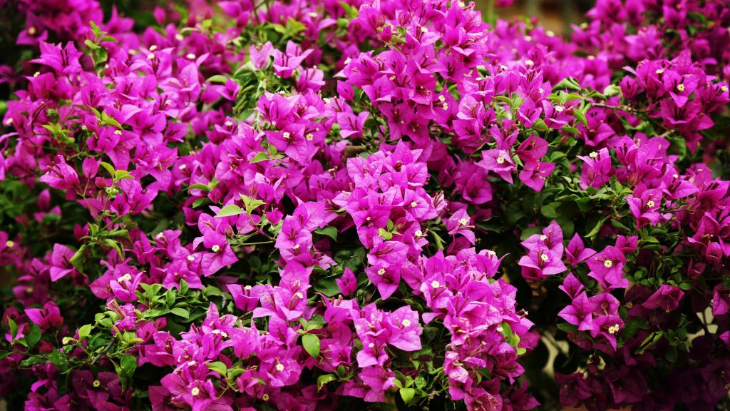 厦门市花三角梅图片