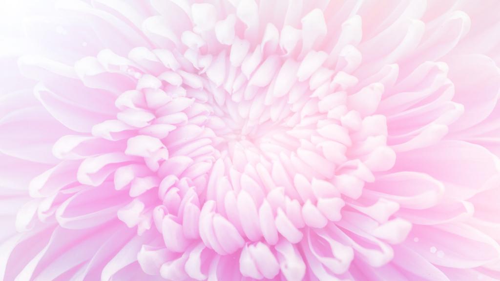 浪漫粉色情人花