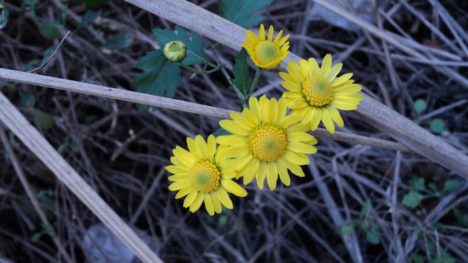 野菊花图片 > || 更新时间:2018-10-14 颜色分 灰色 关键词:  野菊花