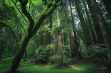 森林自然清新风景