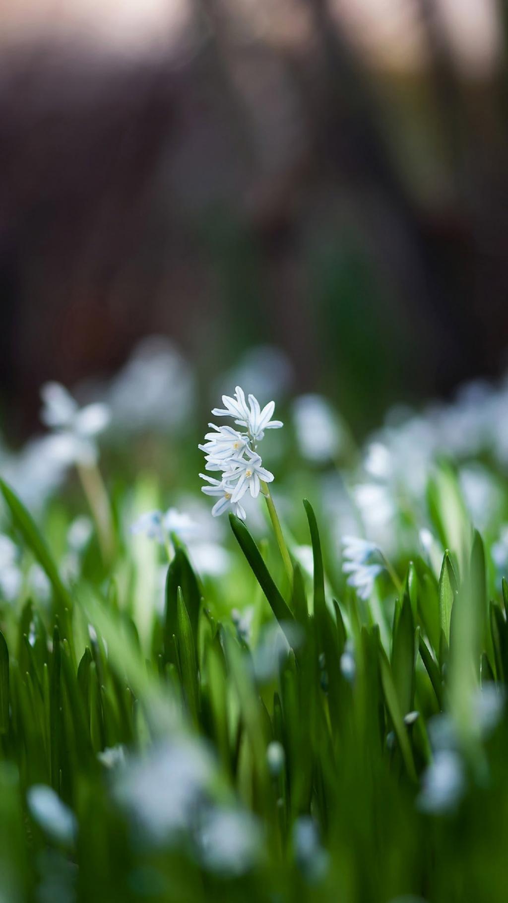 超级护眼绿色植物