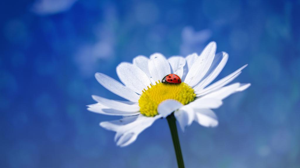 清新的玛格丽特花