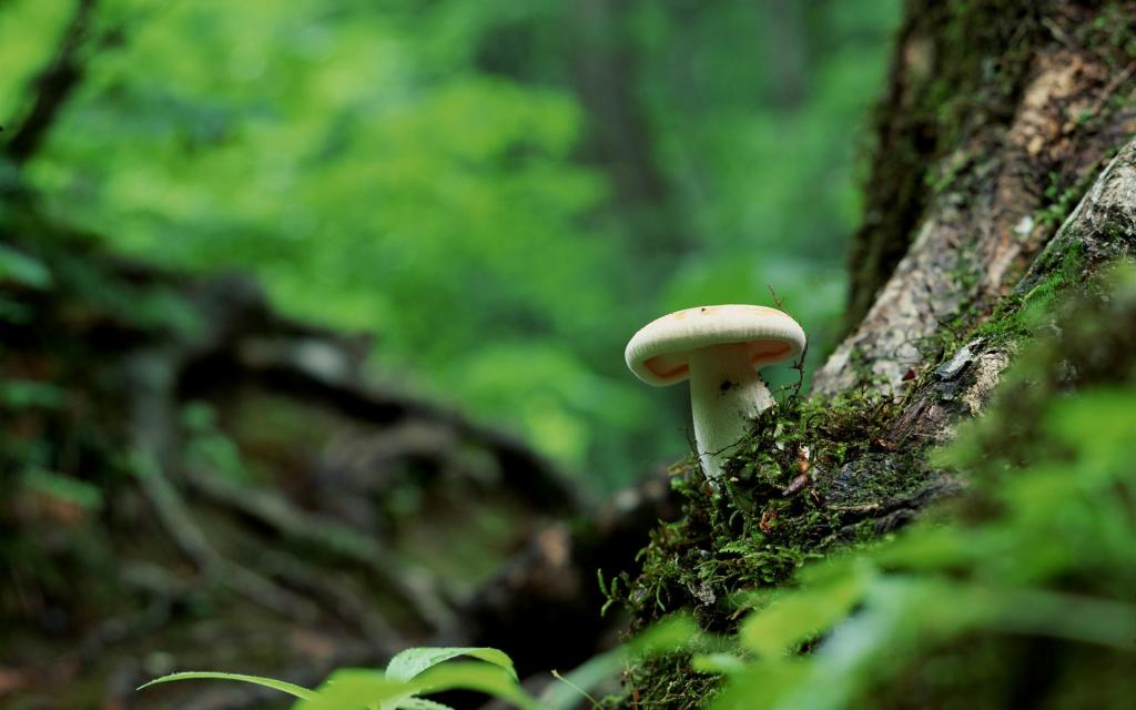 野生菌类蘑菇