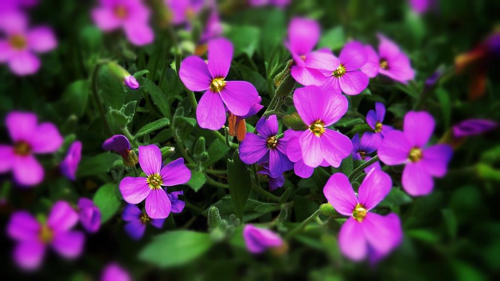 各色各样的娇花