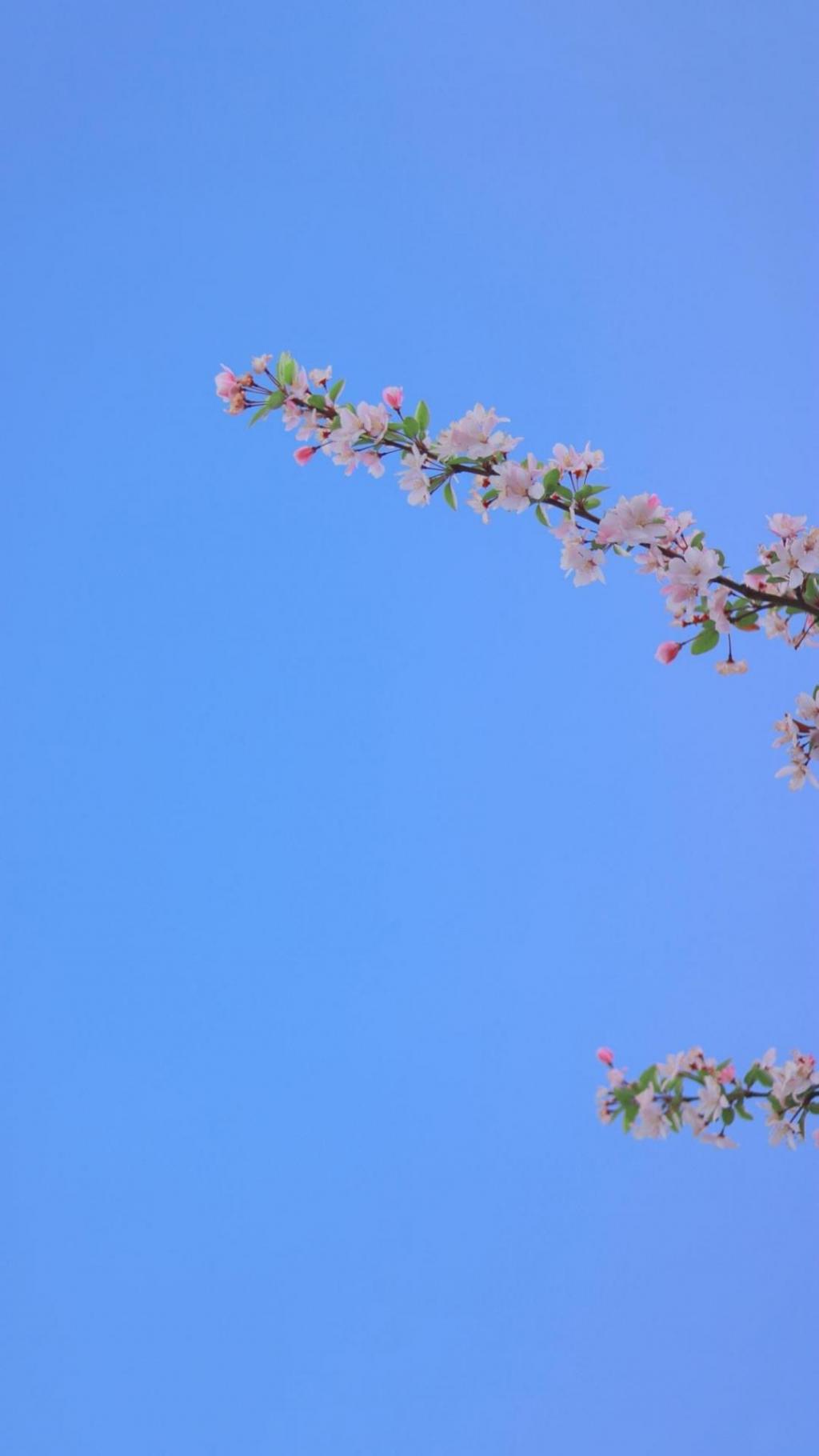 近拍下小清新唯美花朵