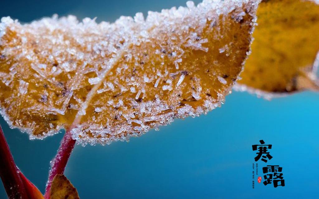 霜叶飘散寒露至