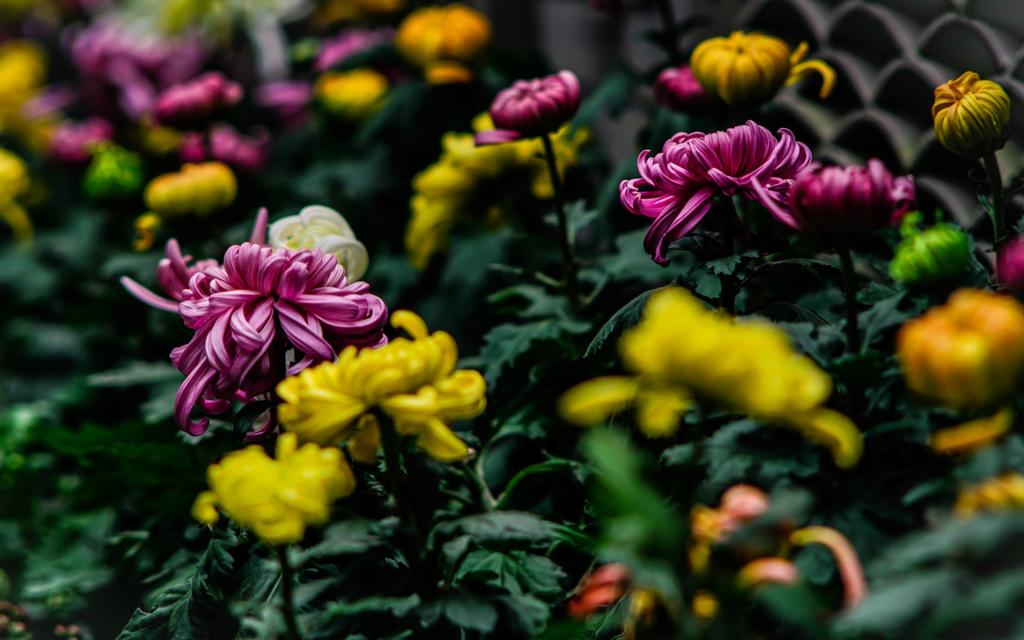 清新唯美菊花微距摄影