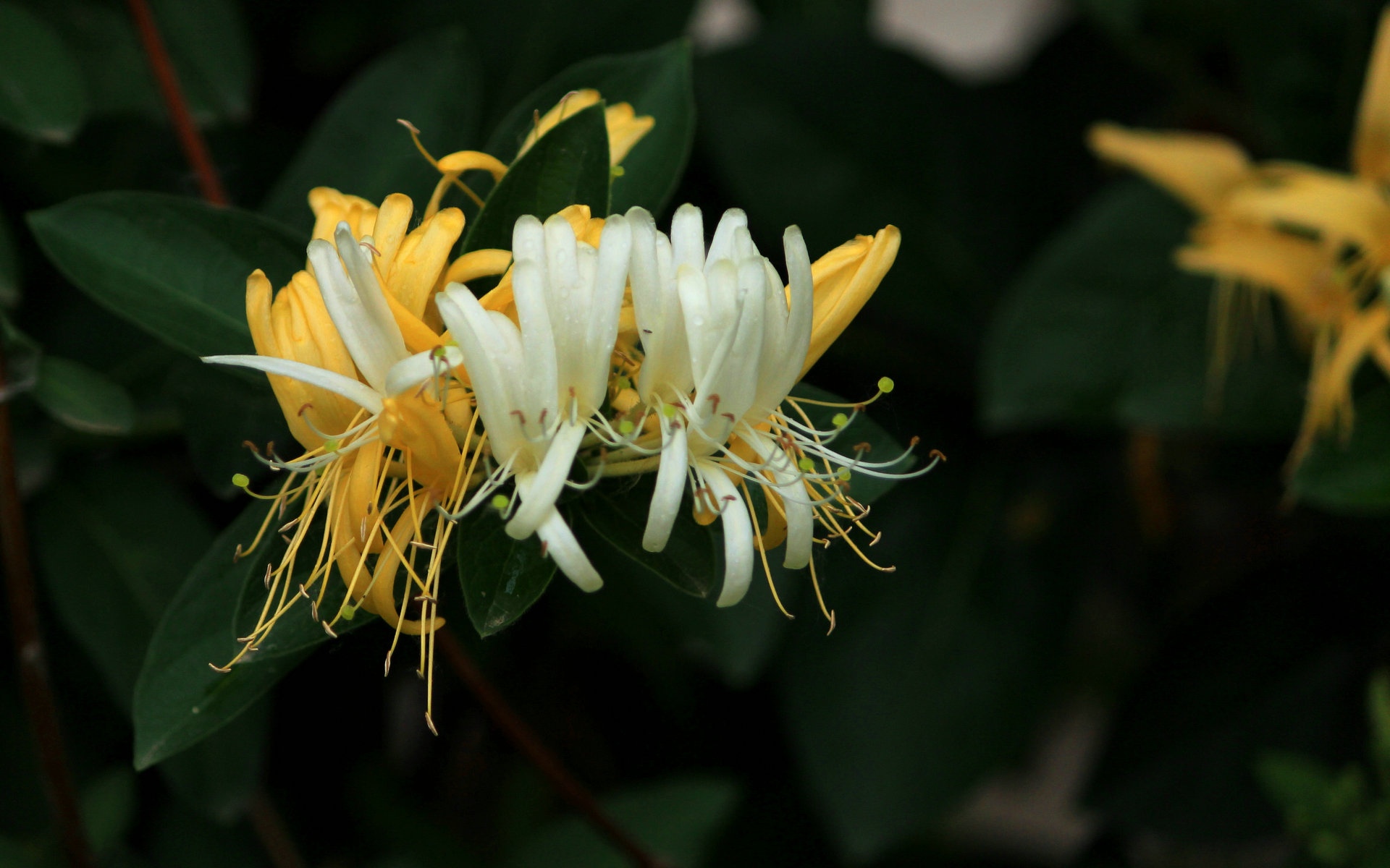 金银花图片,高清图片,电脑桌面-壁纸族
