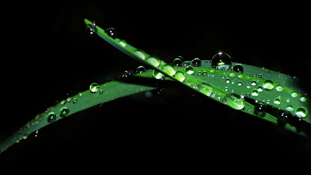 叶子上的晶莹水珠
