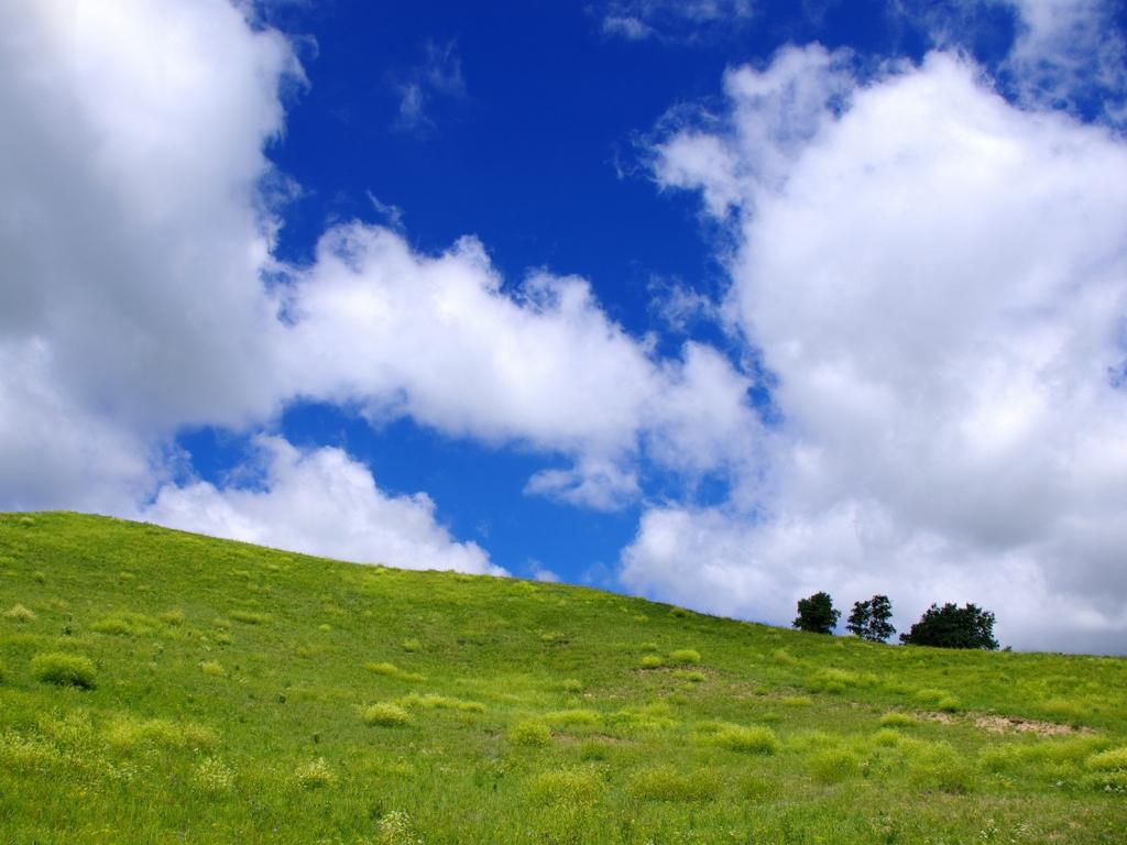 乌兰布统鲜花草原风光