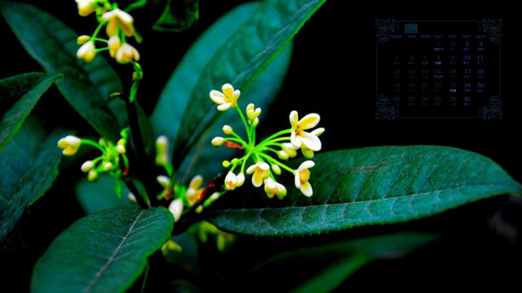 2019年8月惹人喜爱的桂花日历