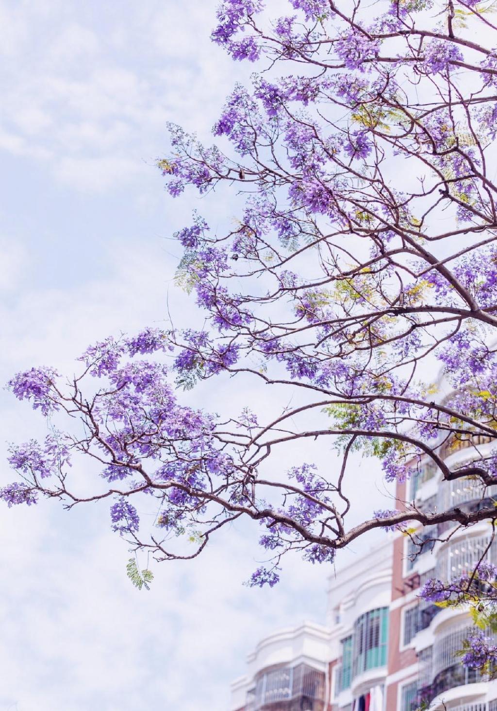 初夏,打卡官任路蓝花楹