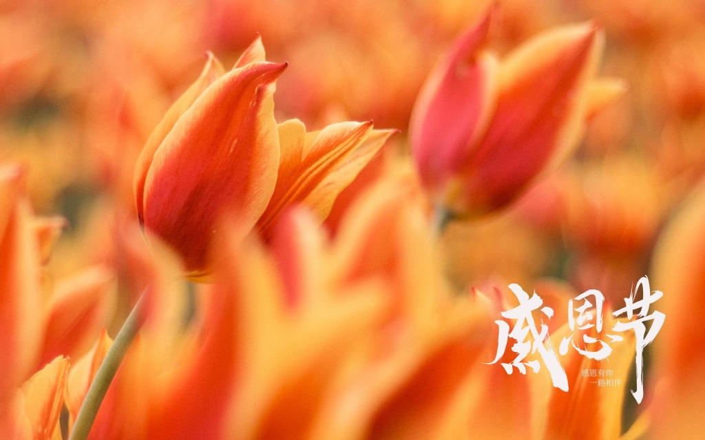 感恩节迷人的郁金香风景摄影