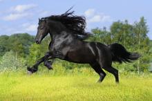 奔跑着的骏马写真