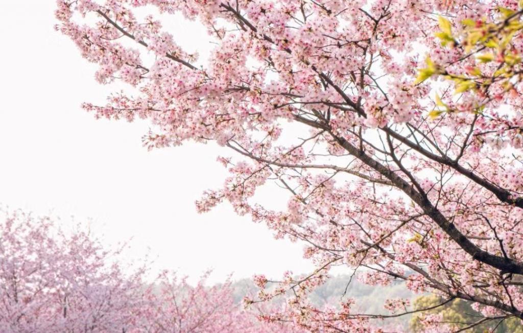 武大樱花将进入盛开期