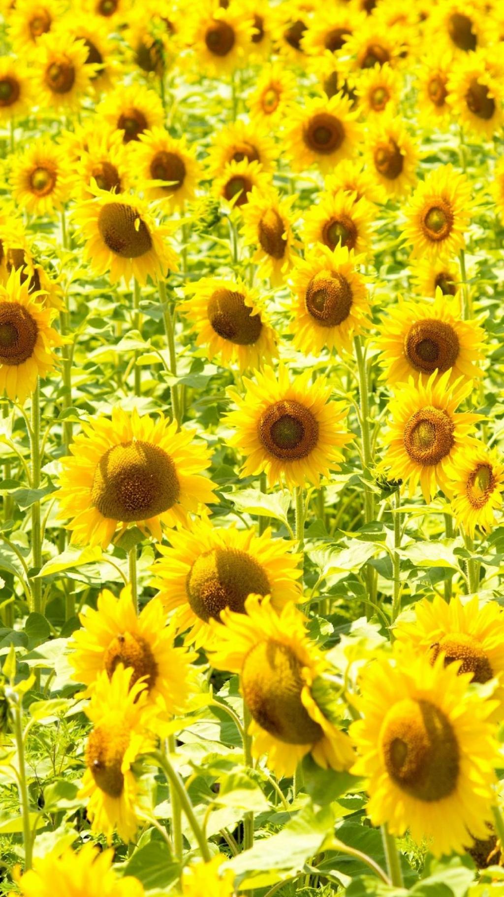 唯美迷人的向日葵风景