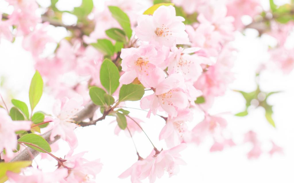 武汉大学樱花大道