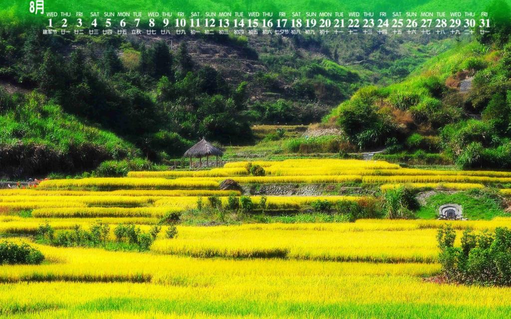 2018年8月粒粒饱满的麦穗儿日历