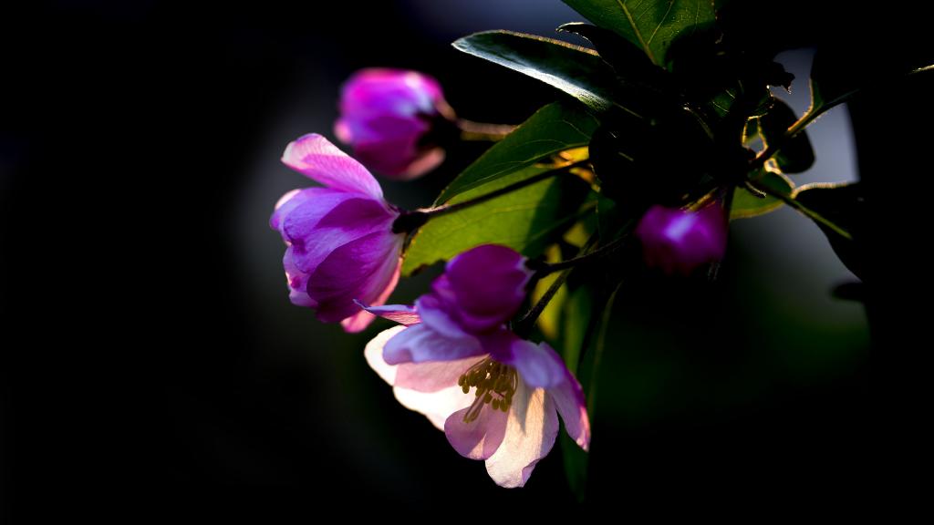 5k高清粉色海棠花