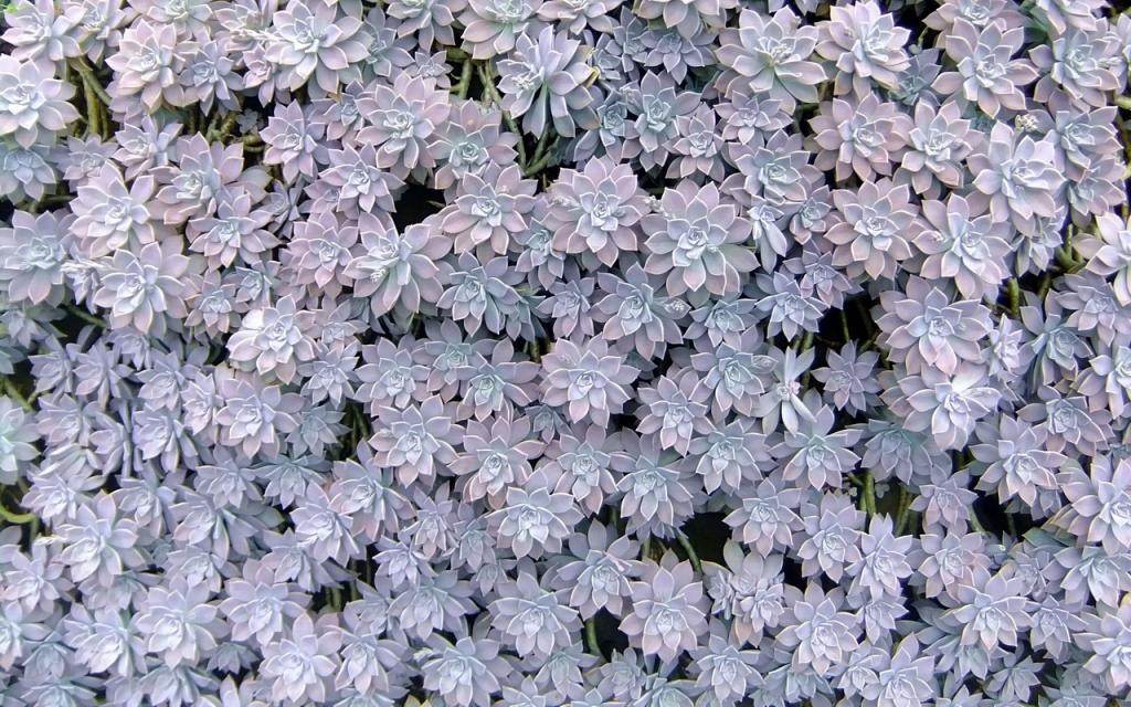 肉肉植物特写图片