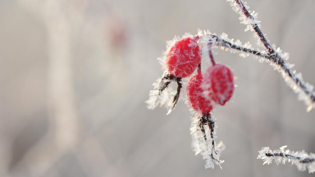 霜降季节的红果实