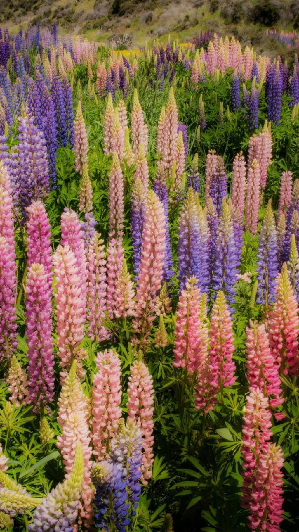 唯美多彩鲁冰花