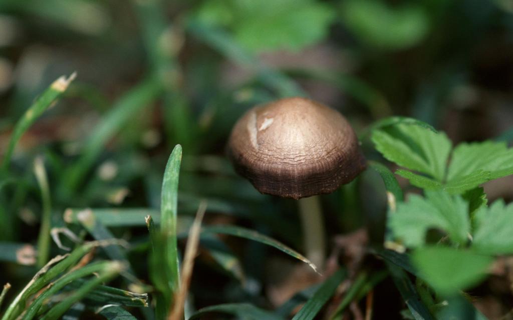 野生菌类蘑菇