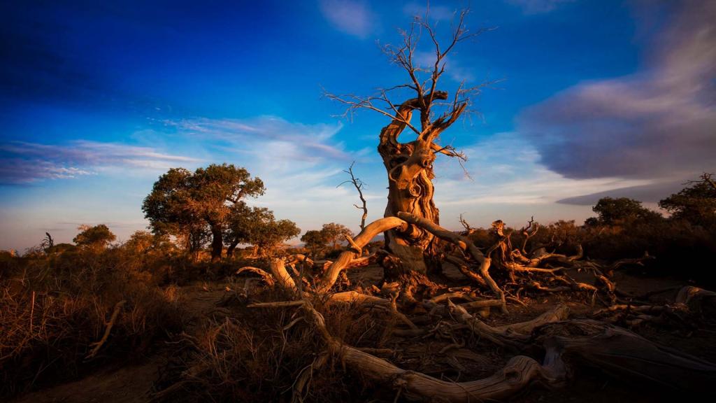 胡杨是一道独特的风景