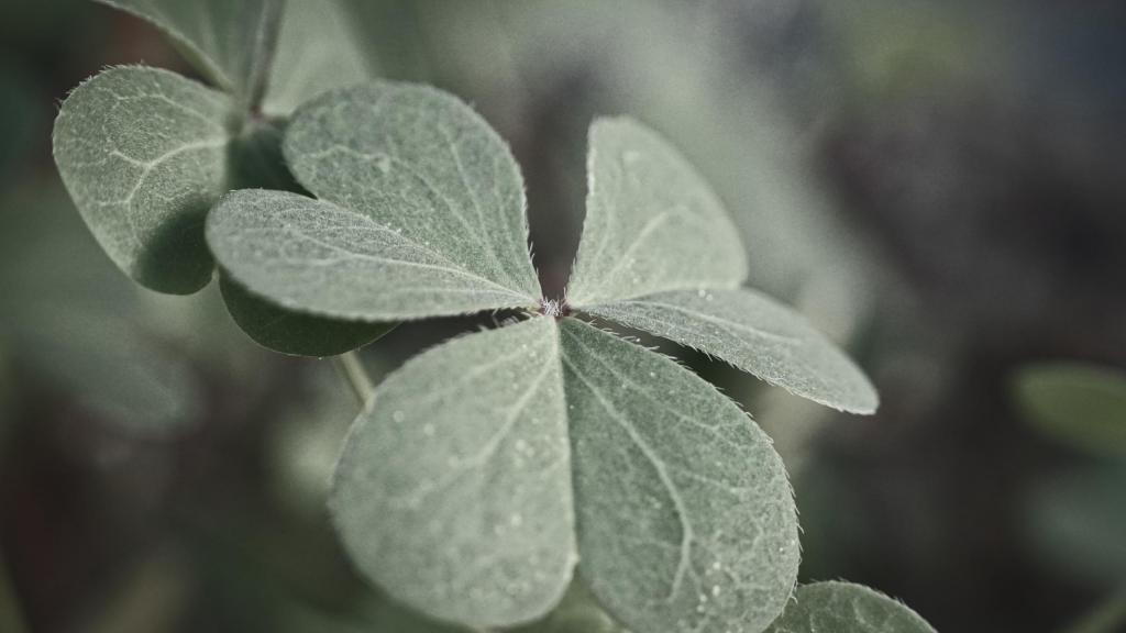 送给你幸运之草